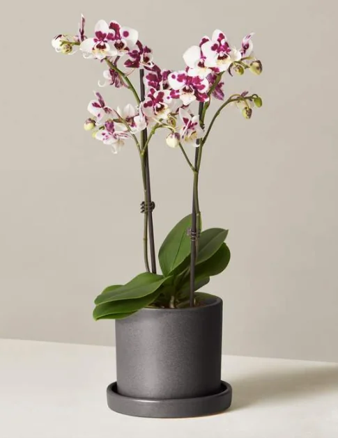 You Don't Need to Leave Your House to Get Fresh Flowers