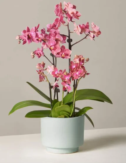 You Don't Need to Leave Your House to Get Fresh Flowers
