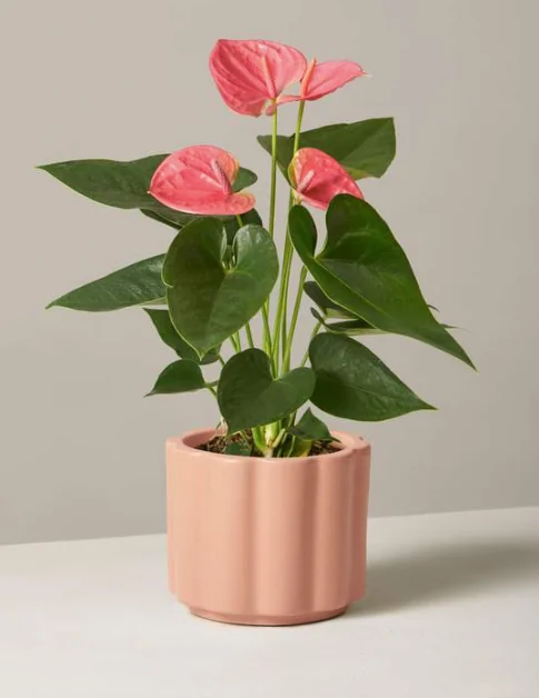 You Don't Need to Leave Your House to Get Fresh Flowers