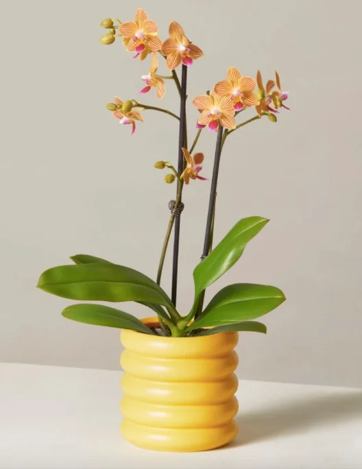 You Don't Need to Leave Your House to Get Fresh Flowers